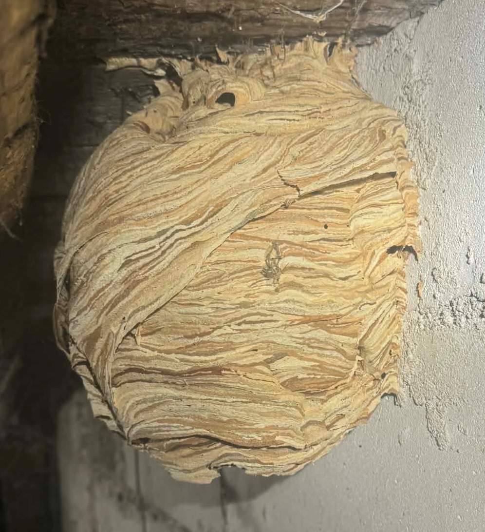Gniazdo szerszeni – Pest ExTerminator