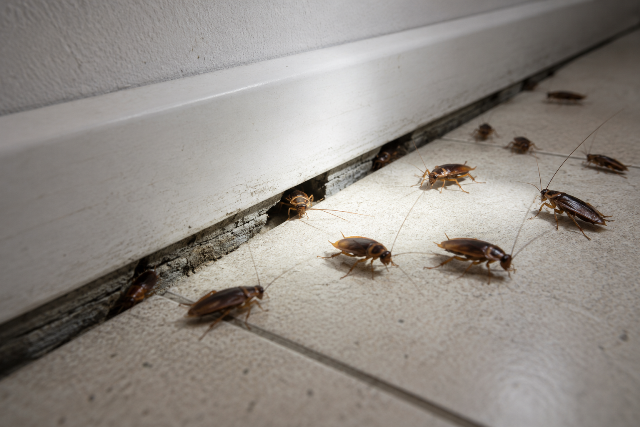 Zwalczanie prusaków i karaluchów – Pest ExTerminator