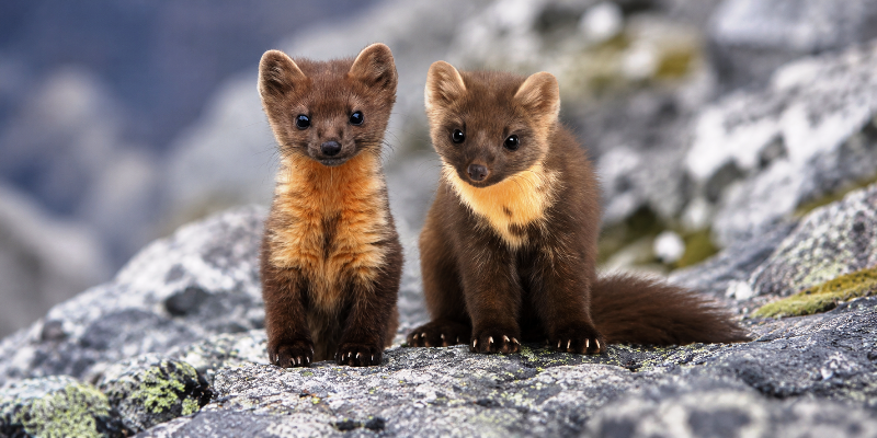 Kuna domowa Martes foina – kamionka, pełna sylwetka