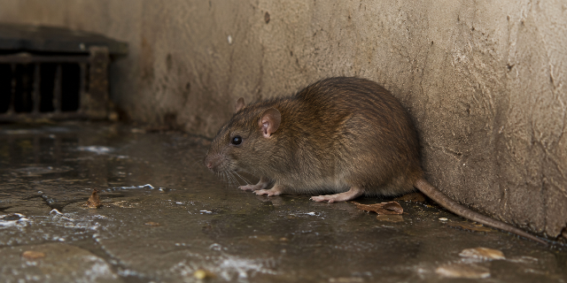 Zwalczanie szczurów – Pest ExTerminator